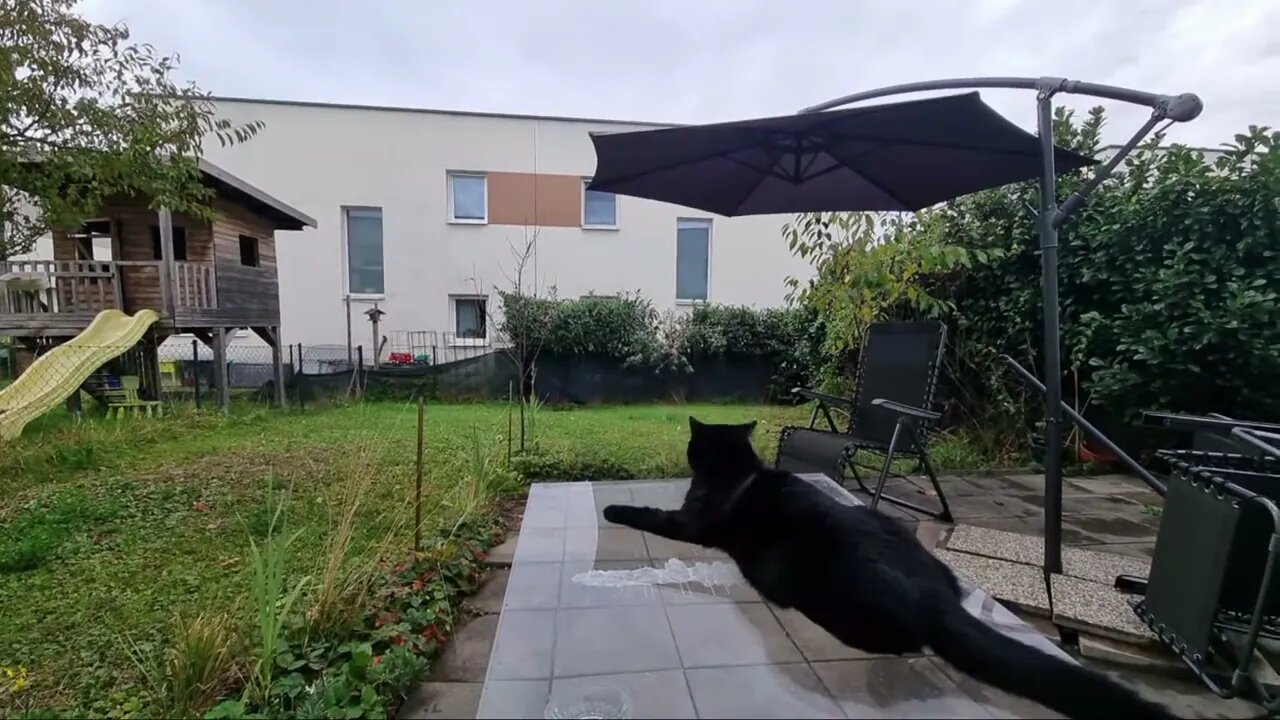HD 1080p Highlight 57:38 – 1:02:37 Silent LIVE-Stream in garden with black cat 05.11.2023