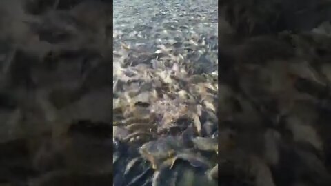 amazing video 😍😍😍 | amazing views video 😳😳 | natural amazing video ❤ #shorts(2)