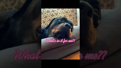 When a Husky wants to cuddle…#husky #puppy #rottweiler #rottie #huskies #dog #dogs #pets #pet