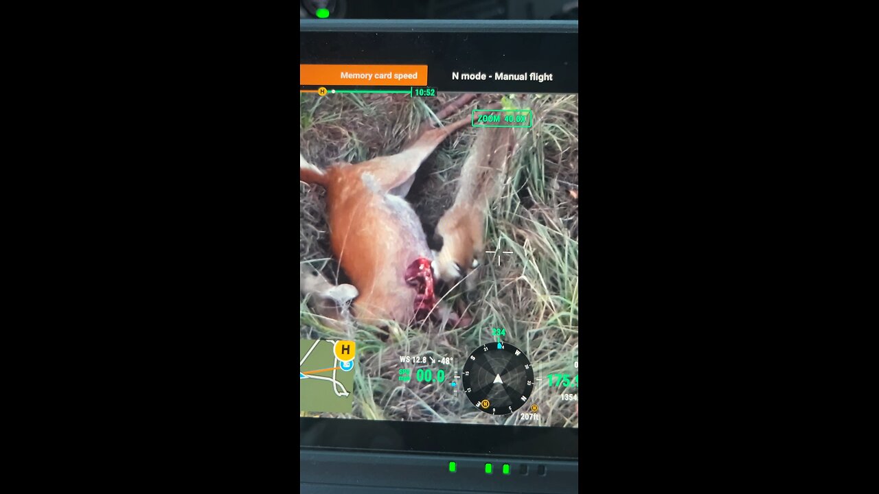 Bob cat takes down deer.