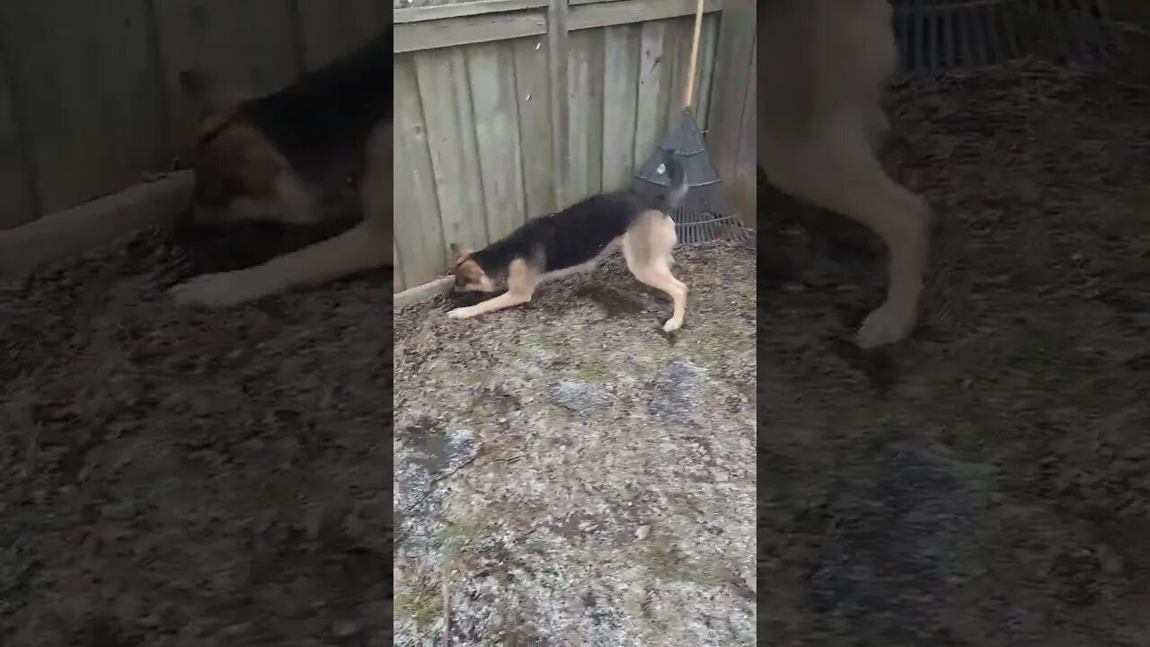 She Likes To Move It Move It #shorts #cute #dog #dogmeme #doggo #shepsky