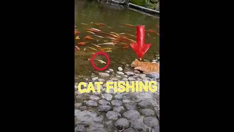 cat fishing