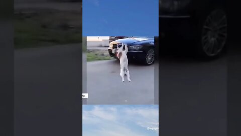 ПОДБОРКА ПРИКОЛЬНЫХ ВИДЕО 2022 Декабрь | ТикТок