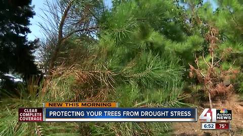 Tree maintenance during the drought