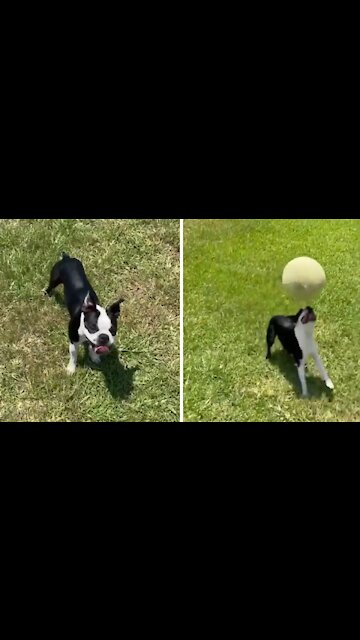 Extremely talented dog shows off balancing skills