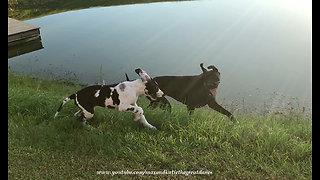 Joyful Great Danes With Happy Ears Love to Run Together
