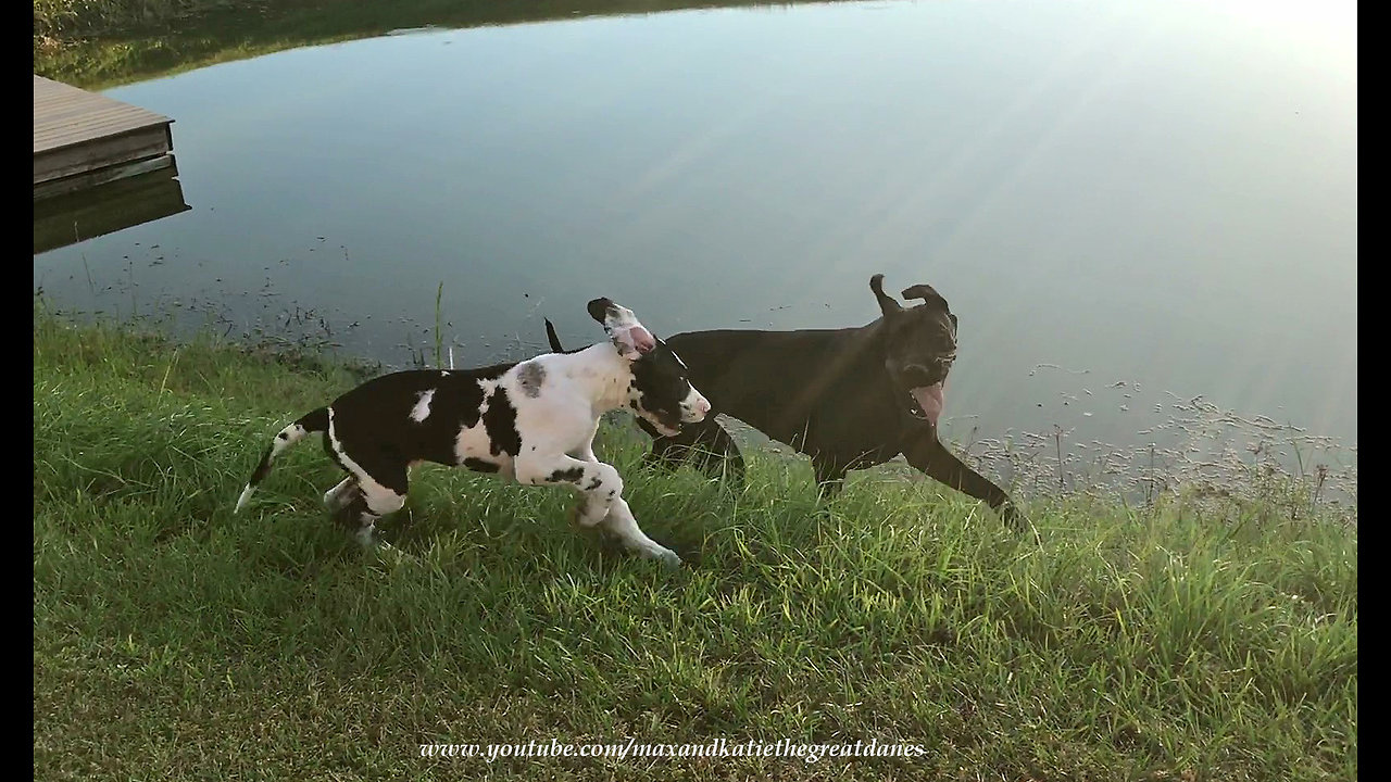 Joyful Great Danes With Happy Ears Love to Run Together