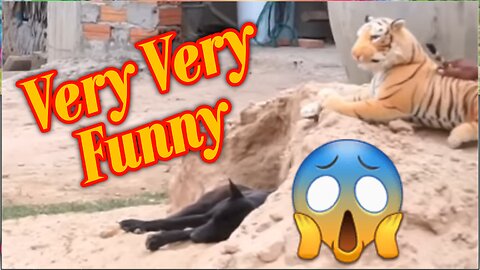 Troll Prank Dog Funny & fake Lion and Fake Tiger Prank To dog & Huge Box Prank to dog