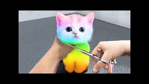 Best Funny Animal Videos 2022 - Funniest Cats And Dogs Video