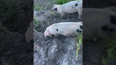Piglets Living a Ducking Good Life #pig #shorts #short #hog #hogs #pigs #piglets