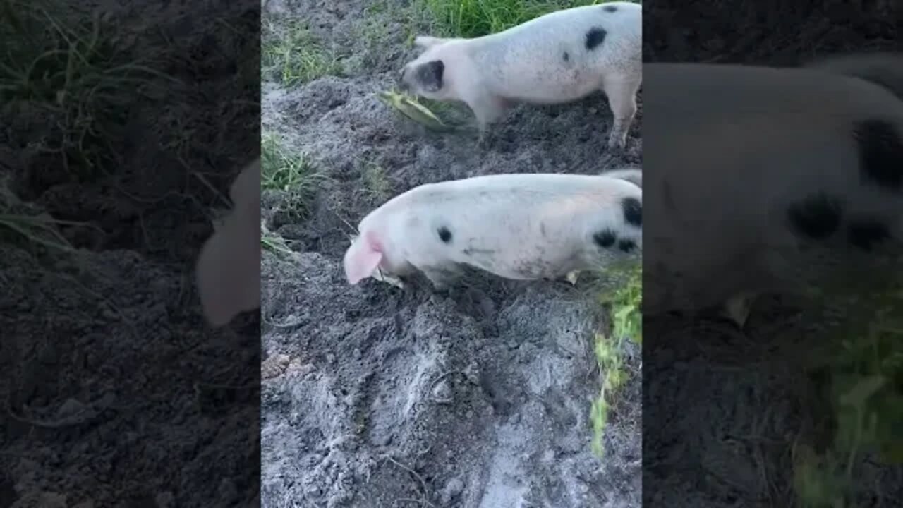 Piglets Living a Ducking Good Life #pig #shorts #short #hog #hogs #pigs #piglets