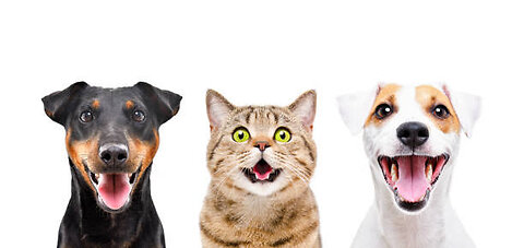 "Laugh Riot: cat and dog comedy show"🤣