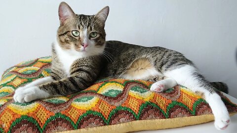 Hot Weather Makes the Cat Nose Get Red