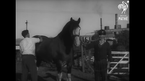 Pit Ponies Still Going Strong Down Under - Australia (1965)