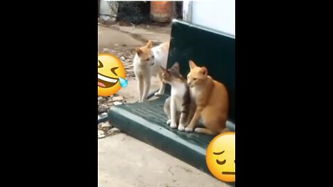 funny cats he found her betrayed him