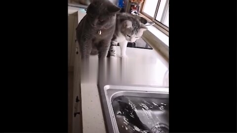 Fish Attact For Cat Funny Video