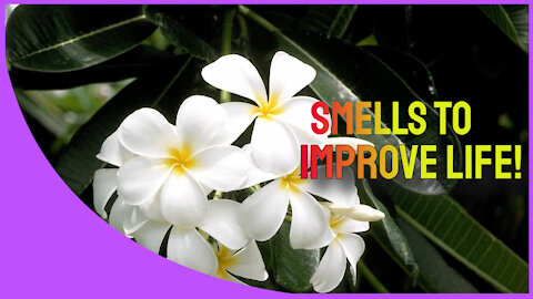 Smells to make life better