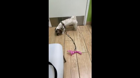 First Vet visit