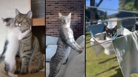 Cute and Funny Cat Videos 2021 - Cute Cat Videos | Funny Animal Videos Part 1