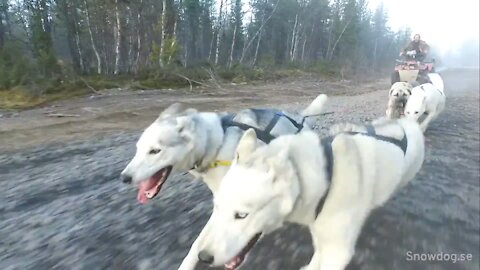 Training Husky Puppies