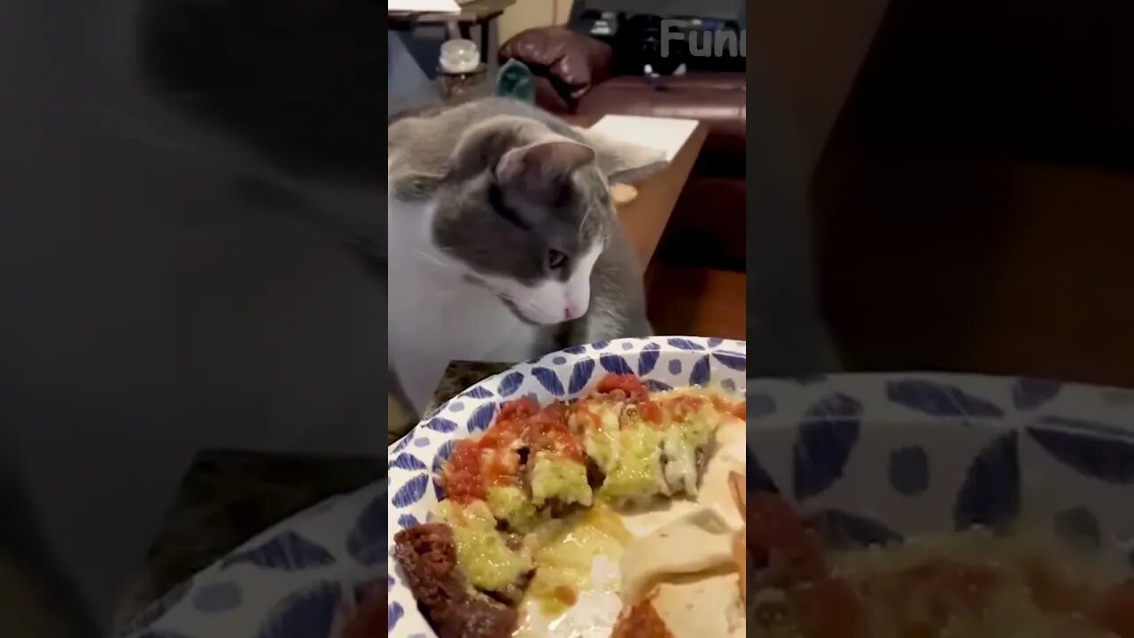 🤣 Try Not To Laugh 🤣 Funny Animal 🐶 Dog & Cat 😻 #shorts1