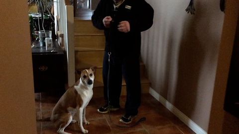Dog JUMPS FOR JOY when its time for a walk