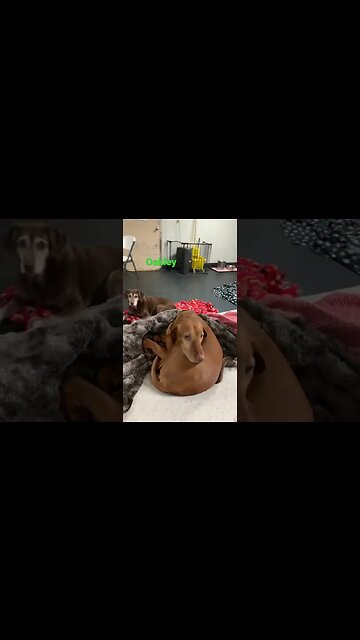 [Shorts 0034] OAKLEY [#dogs #doggos #doggies #puppies #dogdaycare]