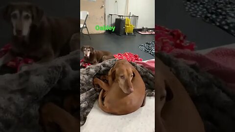 [Shorts 0034] OAKLEY [#dogs #doggos #doggies #puppies #dogdaycare]