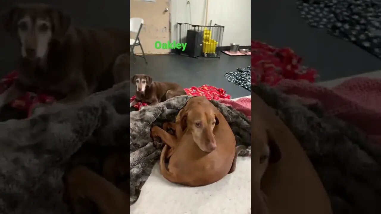 [Shorts 0034] OAKLEY [#dogs #doggos #doggies #puppies #dogdaycare]