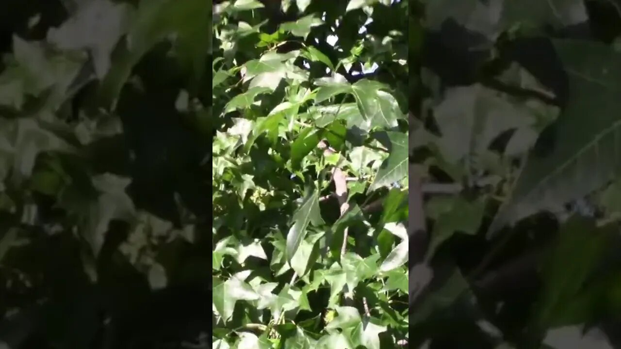 Angry Catbird Sounds! 🐦