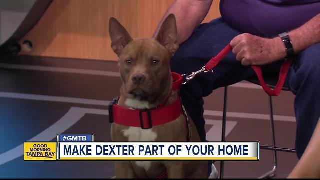 Rescues in Action: Make Dexter a part of your family