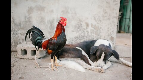 The chicken hit the dog and the dog got scared .