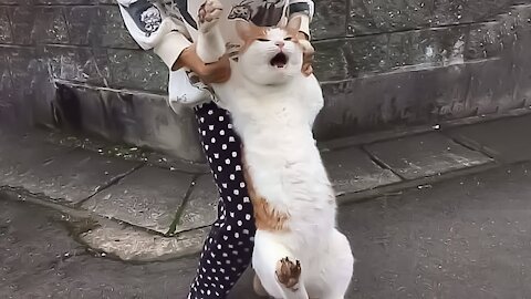 KUCING KUCING LUCU 23 Yang akan membuatmu ketawa sampai bengek Kucing Paling 23Imut.mp4