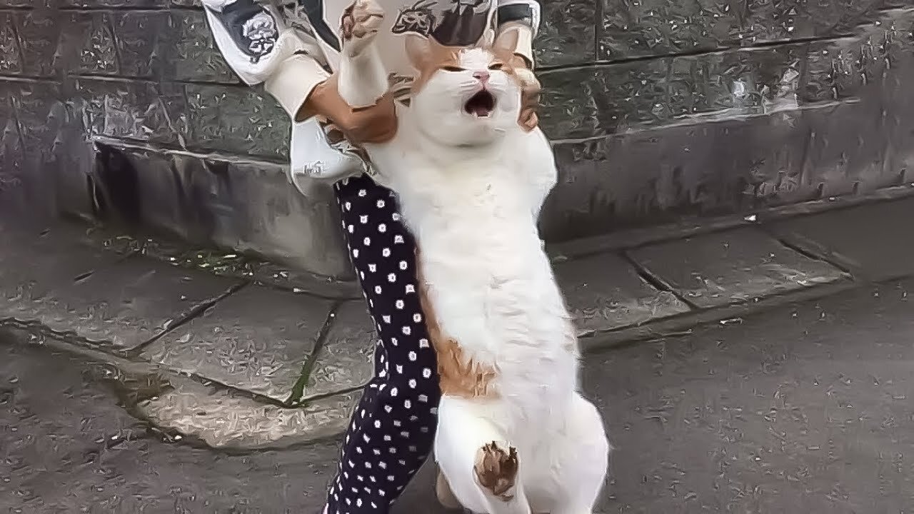 KUCING KUCING LUCU 23 Yang akan membuatmu ketawa sampai bengek Kucing Paling 23Imut.mp4