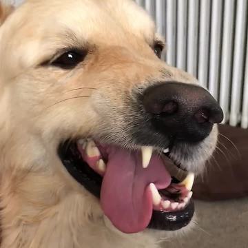 Golden Retriever makes extremely crazy face when pet