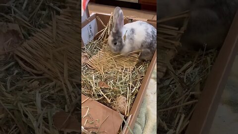 Causing chaos as usual! 🐇 🍌 Rabbito Banana
