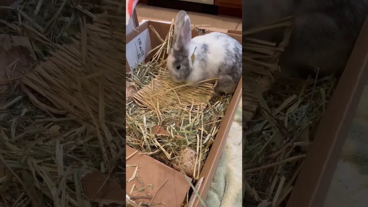 Causing chaos as usual! 🐇 🍌 Rabbito Banana