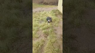 Enjoying the yard. #shorts #einsteinsbackyard #arizona #pitbulls #short #shortvideo #dog #pets