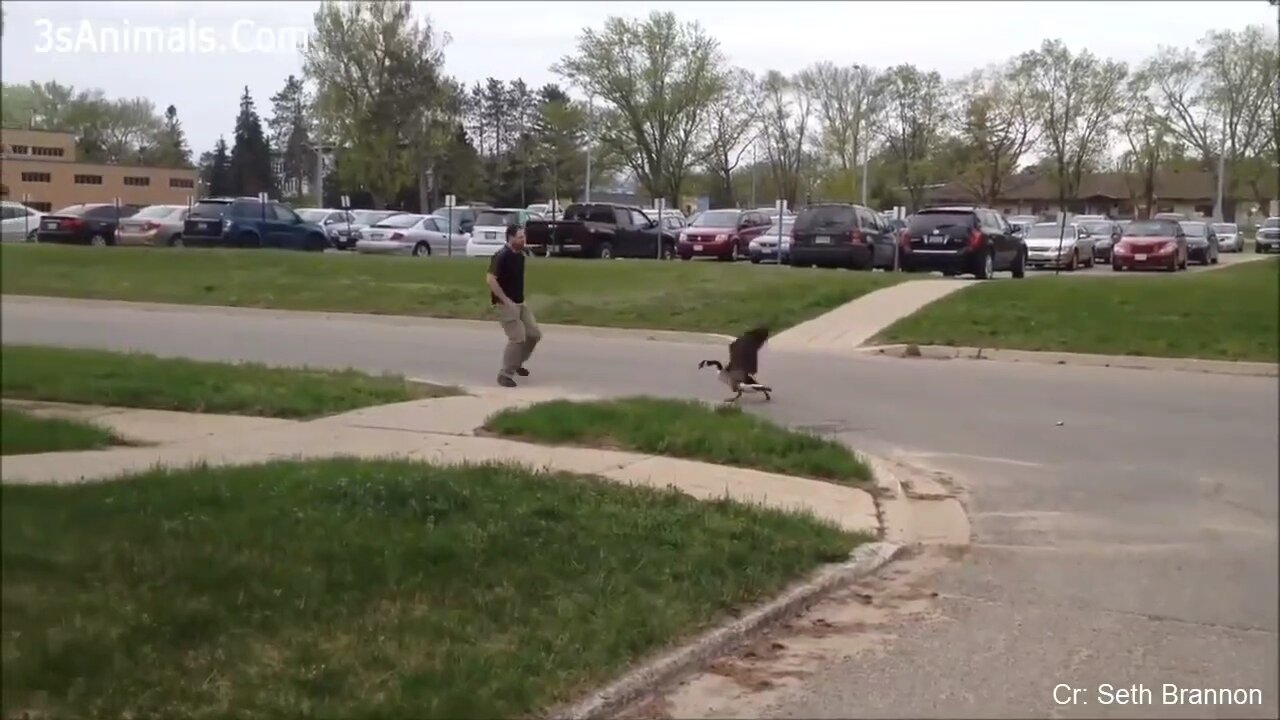 Funny Different Animals Chasing and Scaring People - Part II