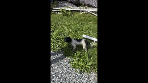 Portuguese Water Dog playing catch me.