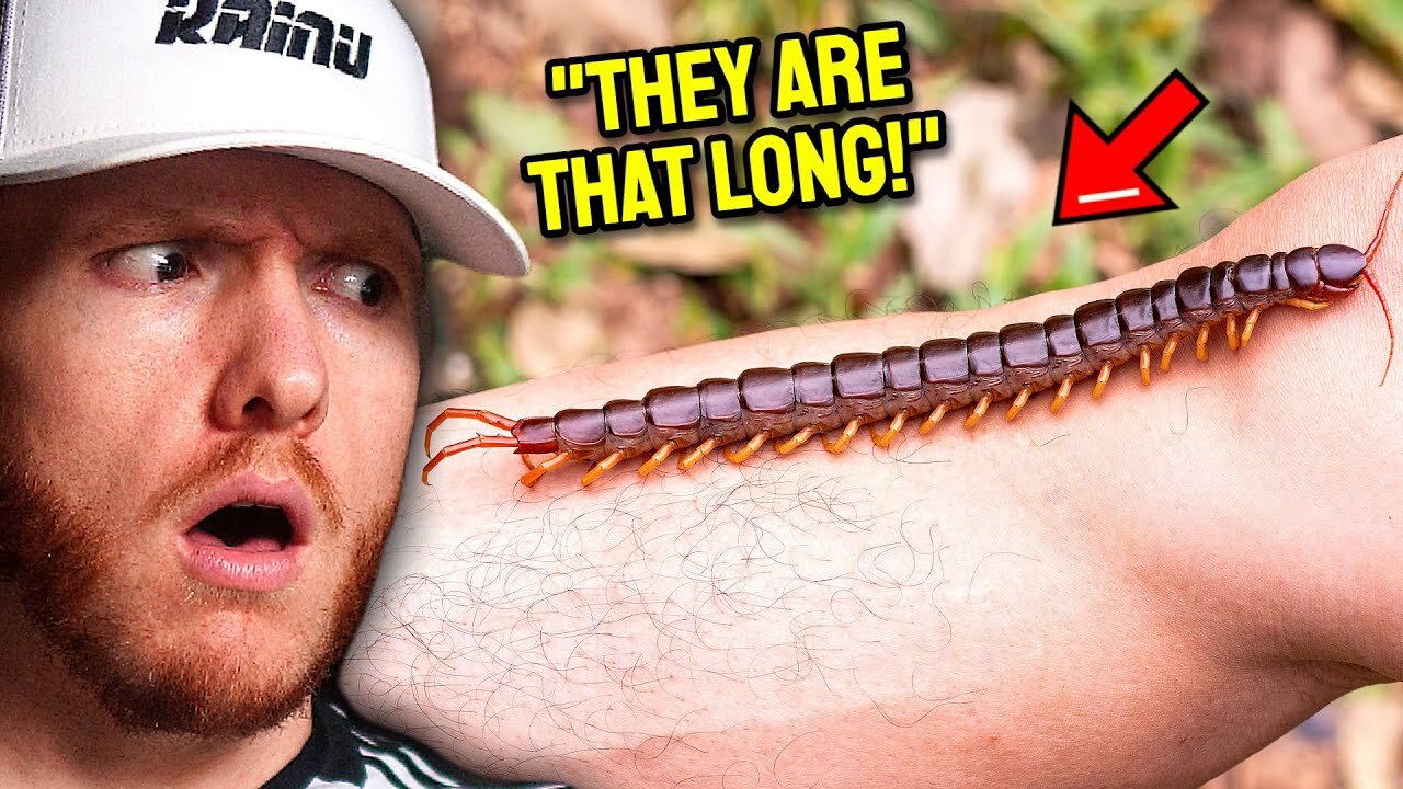 THE Top 10 Most Dangerous Animals you DON'T want to MEET!