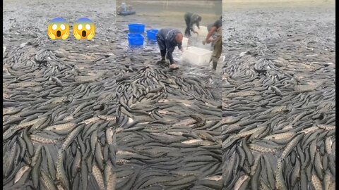 It is a fish farm, drain the water to catch fish easily 😯