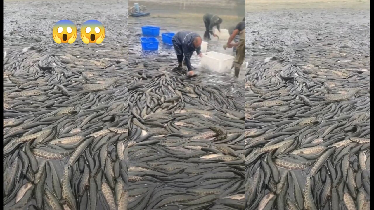 It is a fish farm, drain the water to catch fish easily 😯