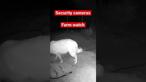 Farm cam: monitoring animals