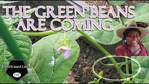 Green Beans Are Coming - 10Jun2022