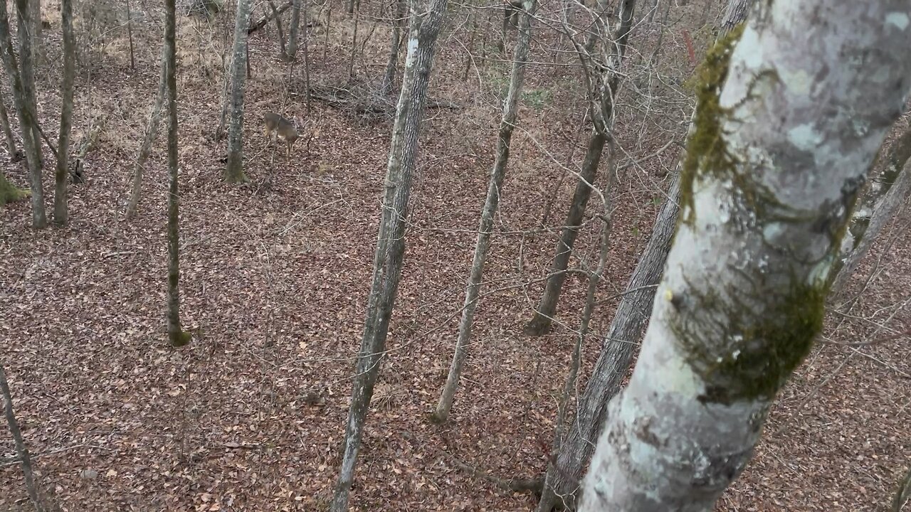 Wahuhi Hunts - Rub Line East Side - Jan. 19, 2024 - S1