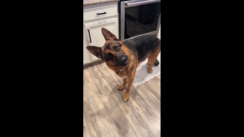 Doggie listening to kamala