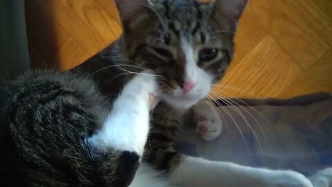 Evening Cat Grooming
