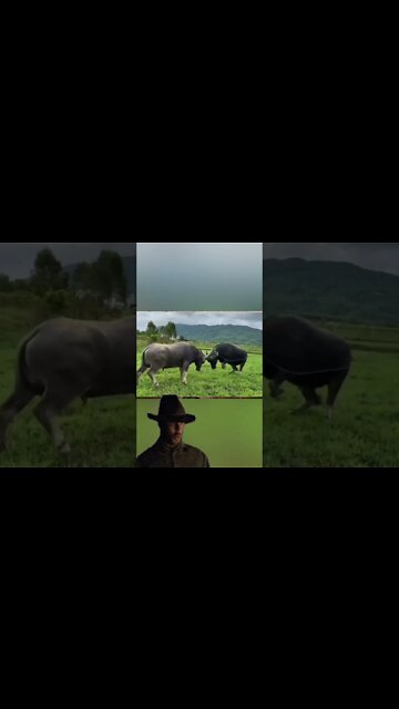 Most Amazing and trending video||relaxing your mind||trendig videos|| #shorts #trending #viral #live