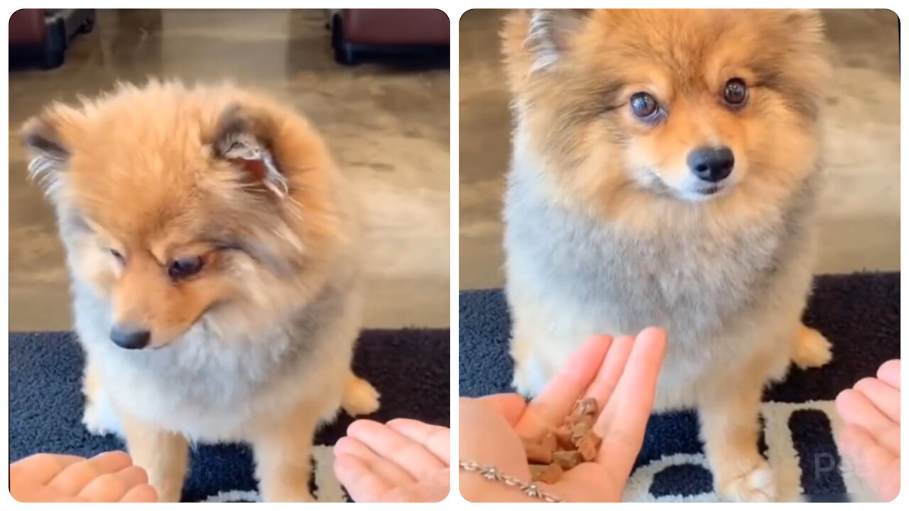 Cute dog regret reaction on his own selection.